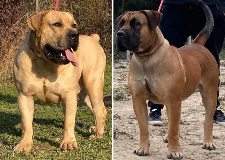 Boerboel (South African Mastiff), Dieren en Toebehoren, Honden | Bulldogs, Pinschers en Molossers, Meerdere dieren, Overige rassen