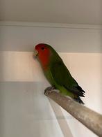 Koppel roseicollis, Meerdere dieren, Dwergpapegaai of Agapornis