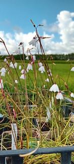 Acis (leucojum) autumnalis, Volle zon, Vaste plant, Zomer, Ophalen
