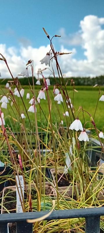 Acis (leucojum) autumnalis beschikbaar voor biedingen