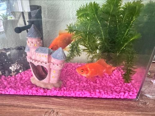 Aangeboden 2 goudvissen, Dieren en Toebehoren, Vissen | Aquaria en Toebehoren, Zo goed als nieuw, Ophalen