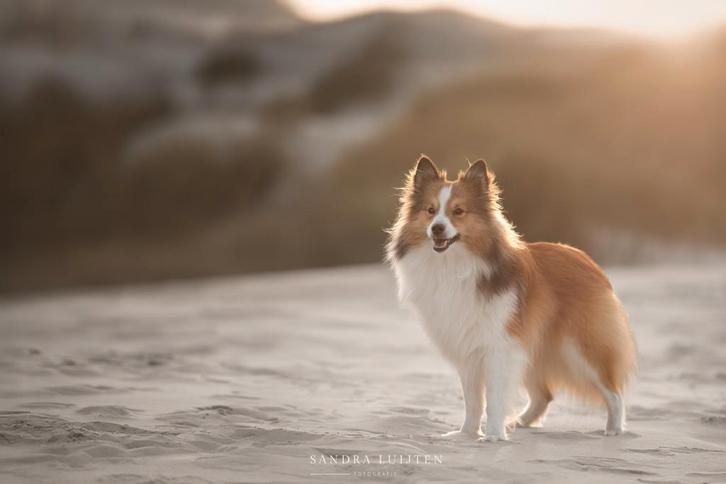 Ter dekking, 75% sheltie, Dieren en Toebehoren, Honden | Dekreuen, Reu, Fokker | Hobbymatig, Eén hond, Nederland, 1 tot 2 jaar