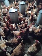 45 Biologische legkippen, Dieren en Toebehoren, Vrouwelijk, Kip