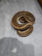 Lot python regius, Dieren en Toebehoren, Slang, 0 tot 2 jaar