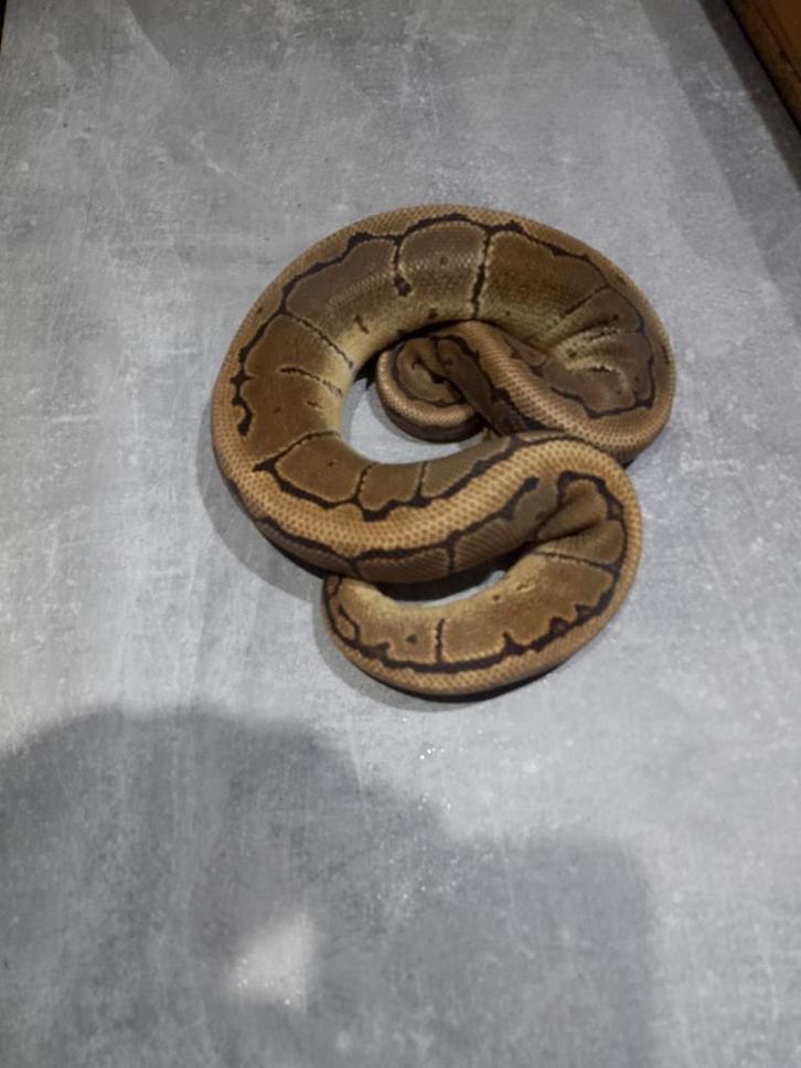 Lot python regius