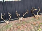 Rendiergeweien,geweien,rendier,kerst,decoratie, Verzamelen, Dierenverzamelingen, Ophalen of Verzenden, Gebruikt, Wild dier, Gewei of Kop