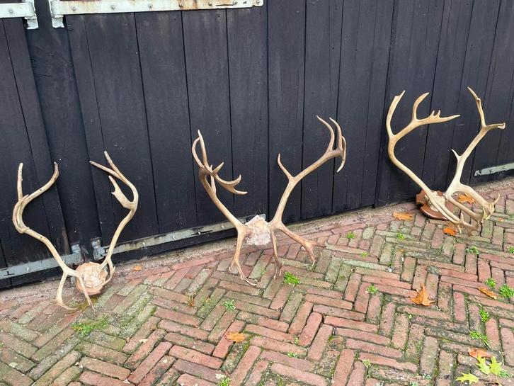 Rendiergeweien,geweien,rendier,kerst,decoratie, Verzamelen, Dierenverzamelingen, Gebruikt, Gewei of Kop, Wild dier, Ophalen of Verzenden