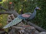 PAUW / metaal / 2 modellen, Tuin en Terras, Tuinbeelden, Nieuw, Metaal, Info@huisentuindecoratiemarie.nl, Dierenbeeld