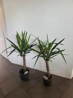 Twee plantenmet  in pot, Ophalen, Zo goed als nieuw