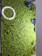 Drijfplantjes, Dieren en Toebehoren, Vissen | Aquaria en Toebehoren, Ophalen, Nieuw, Plant(en), Steen of Hout