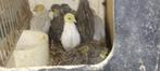 Tekop Chinese dwergkwartels kuikens, Meerdere dieren, Overige soorten