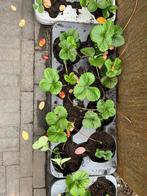 Aardbeien stekjes, Tuin en Terras, Planten | Tuinplanten, Ophalen, Volle zon, Vaste plant, Zomer