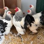 Broedeieren krielkippen, Dieren en Toebehoren, Geslacht onbekend, Kip