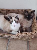 Ragdoll kitten  meisje gereserveerd, Dieren en Toebehoren, Meerdere dieren, Ingeënt