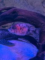 Aulonocara red ob 1 vrouw (8/10cm), Dieren en Toebehoren, Vis