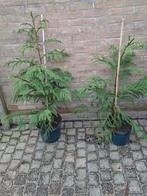 Cryptomeria japonica gestokt 80/100cm Japanse ceder of cipre, Tuin en Terras, Planten | Bomen, Halfschaduw, Overige soorten, Minder dan 100 cm