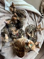 Prachtige lieve bengaal kittens, Dieren en Toebehoren, Katten en Kittens | Raskatten | Korthaar, Kater, Gechipt, 0 tot 2 jaar