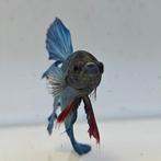 Betta splendens man 44, Dieren en Toebehoren, Mannelijk
