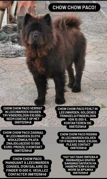 Chow chow gezocht €15.000  beschikbaar voor biedingen