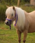 Super knappe en lieve palomino shetlander merrie, Merrie