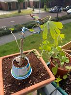 Ginkgo biloba bonsaiboom, Tuin en Terras, Ophalen