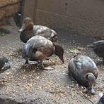 Tafel eend gezocht/ teruil, Dieren en Toebehoren, Pluimvee, Mannelijk, Eend