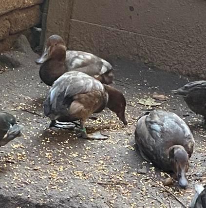 Tafel eend gezocht/ teruil, Dieren en Toebehoren, Pluimvee, Eend, Mannelijk