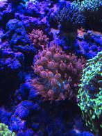 Rainbow bubble tip anemonen zeewater aquarium, Dieren en Toebehoren, Vis
