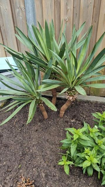 Prachtige 3 eenheid van Yucca gloriosa
  beschikbaar voor biedingen