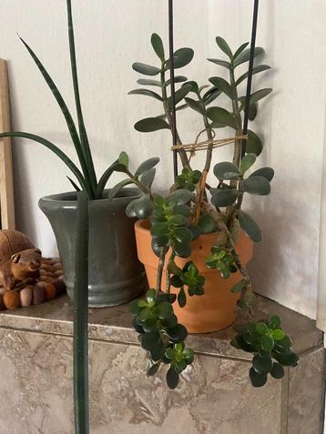 Leuke Aparte VETPLANT/hangplant/kamerplant  in keramiek pot beschikbaar voor biedingen