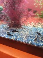 Black mollys, Dieren en Toebehoren, Vis, Zoetwatervis, Schoolvis