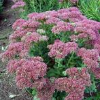 Sedum Herbstfreude - hemelsleutel gifvrij, Tuin en Terras, Volle zon, Vaste plant, Zomer, Ophalen