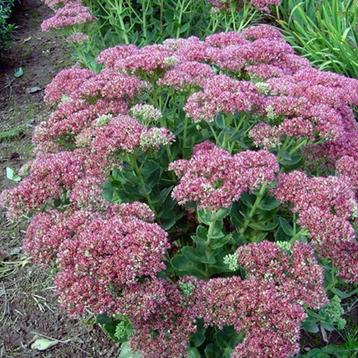 Sedum Herbstfreude - hemelsleutel gifvrij beschikbaar voor biedingen