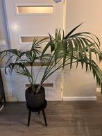 Kentia Palm - kamerplant, Ophalen, Palm, Halfschaduw, In pot