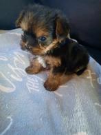 Te koop hele lieve Yorkshire Terrier puppies, Yorkshire Terriër, CDV (hondenziekte), 8 tot 15 weken, Meerdere