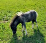 Te koop minishetland hengstveulentje, Merrie, Niet van toepassing, Recreatiepony, Gechipt