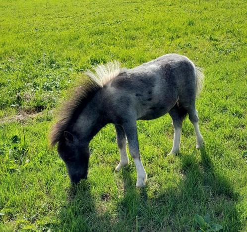 Te koop minishetland hengstveulentje, Dieren en Toebehoren, Pony's, Merrie, Niet van toepassing, Recreatiepony, 0 tot 2 jaar, Gechipt
