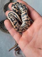 1.0 Leopard 100% het pied, Slang, 0 tot 2 jaar
