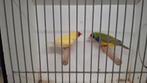 Koppel Gouldamedines, Dieren en Toebehoren, Vogels | Overige Vogels, Meerdere dieren, Geringd