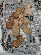 Labradoodle pups, Dieren en Toebehoren, Honden | Niet-rashonden, 8 tot 15 weken, CDV (hondenziekte), Meerdere, Meerdere dieren