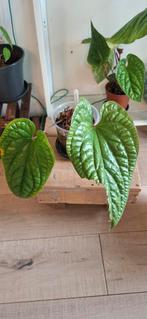 Anthurium Radicans x Luxurians, Overige soorten, In pot, Minder dan 100 cm, Groene kamerplant