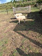 4 schapen te koop, Dieren en Toebehoren, Schapen, Geiten en Varkens, Meerdere dieren, Schaap