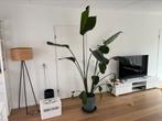Strelitzia nicolai, Huis en Inrichting, Kamerplanten, Ophalen, Overige soorten