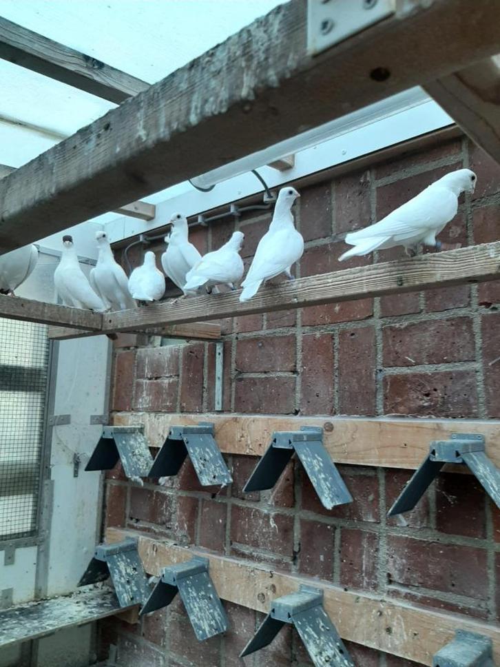 Figurita Valencia Duiven, Dieren en Toebehoren, Vogels | Duiven, Overige soorten, Meerdere dieren