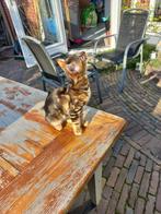 Bengaal/Bengaalse kitten, prachtig poesje met stamboom, Poes, Gechipt, 0 tot 2 jaar