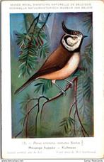 Kuifmees – Nº15 – Antique Belgian Museum History Print, Verzamelen, Ansichtkaarten | Dieren, Verzenden, Ongelopen, Vogel