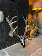 Kapitaal gewei hoge Veluwe ( afwerpstangen op schedel ), Ophalen, Zo goed als nieuw