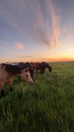 Betrouwbare hulp aangeboden, Dieren en Toebehoren, Paarden en Pony's | Overige Paardenspullen, Ophalen of Verzenden, Nieuw, Overige soorten