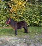 Prachtige super lieve grote maat kinderpony stamboek merrie., Dieren en Toebehoren, Pony's, Merrie, A pony (tot 1.17m), Recreatiepony