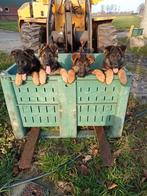 Duitse herder pups, Dieren en Toebehoren, Honden | Herdershonden en Veedrijvers, CDV (hondenziekte), 8 tot 15 weken, Herder, Reu